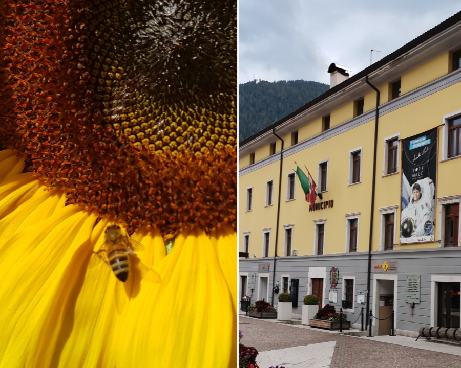 A Malé le api sentinelle dell'ambiente