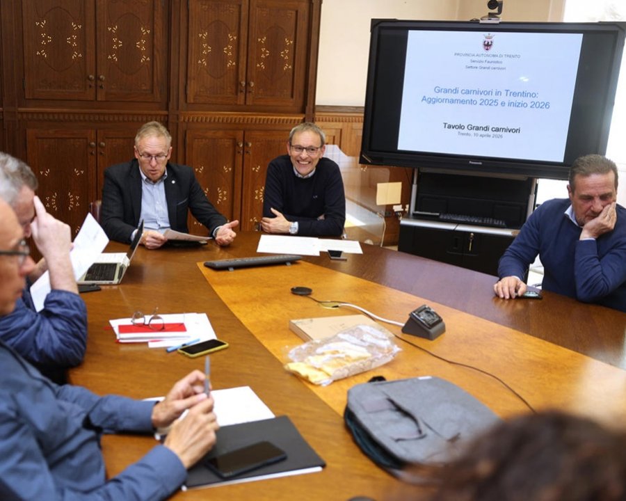 Grandi carnivori, nel 2025 stimati 118 orsi e 22 branchi di lupo