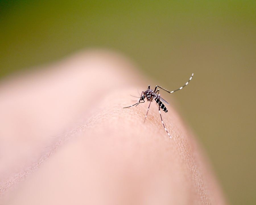 La Fondazione Ivo de Carneri contro la malaria