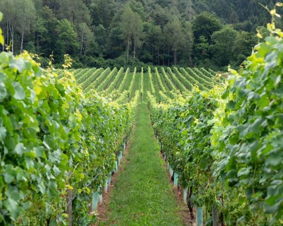 Tra vini e difesa dalle zecche, la FEM celebra la montagna