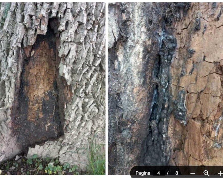 Noce pericolante, accesso al parco vietato