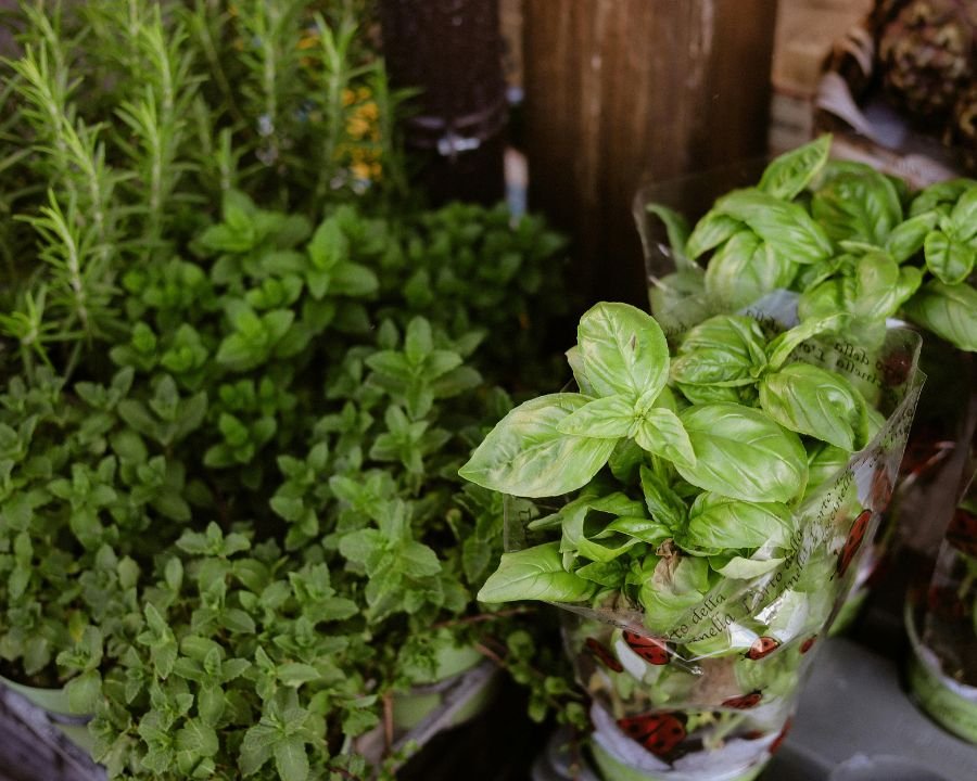Le erbe aromatiche di AISM arrivano a Malé: raccolta fondi per la sclerosi multipla
