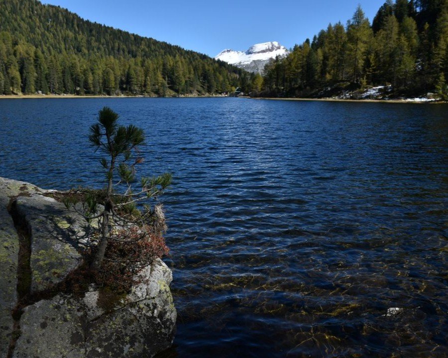 Floristi che passione, un’estate alla scoperta della flora alpina 