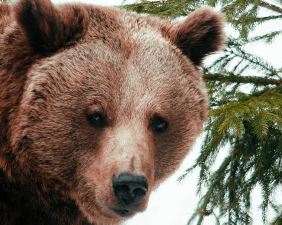 Orsa KJ1: niente risarcimenti agli animalisti