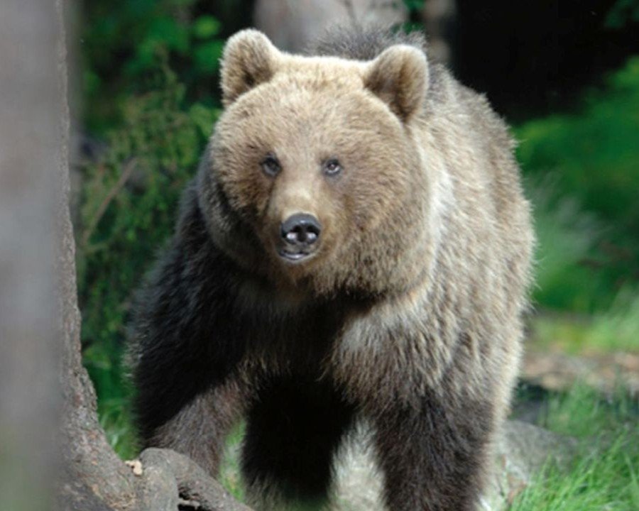 Fucine di Ossana, orso urtato da un’auto