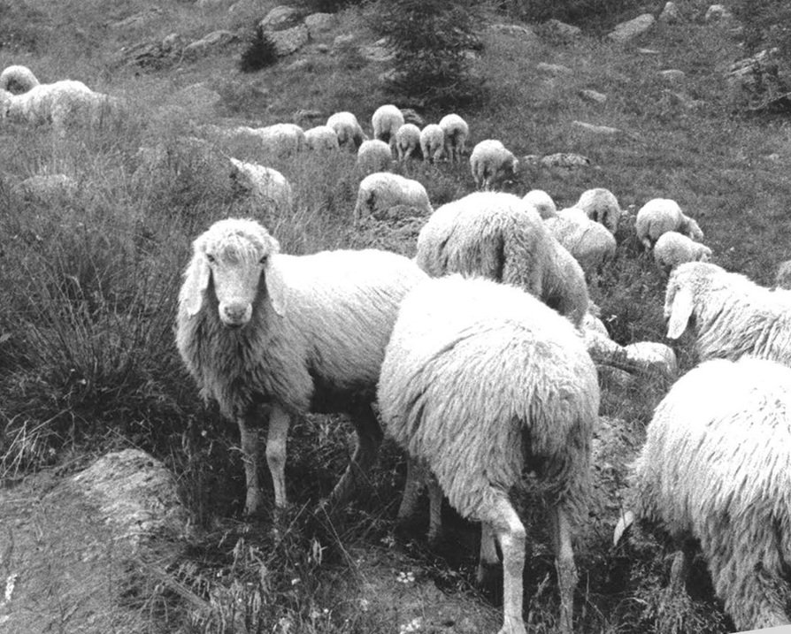 Faganello racconta il Parco dello Stelvio