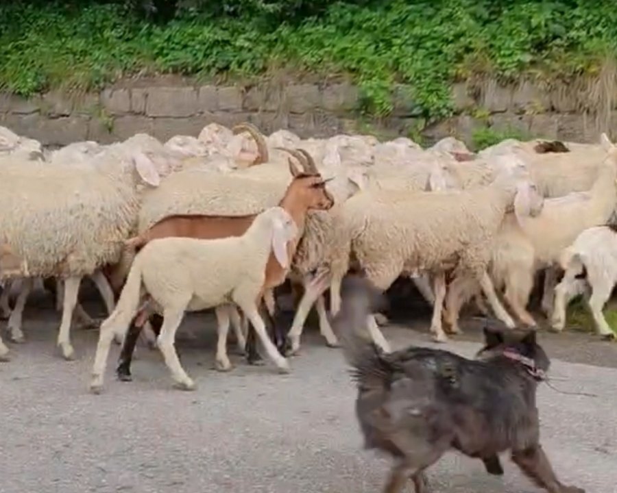 Un fiume bianco in Val di Non