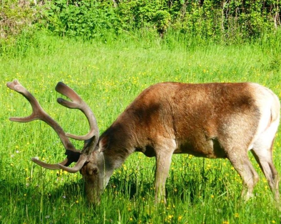 FEM su Science con gli effetti della pressione antropica sugli animali