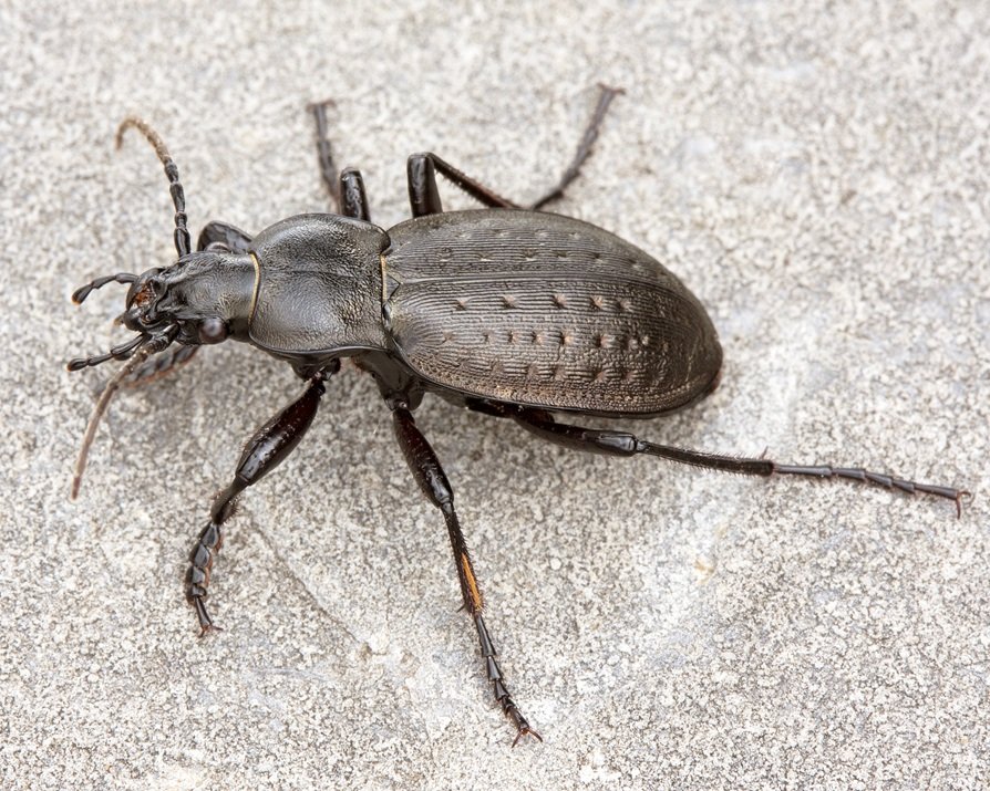 Ritiro dei ghiacciai: una fauna ancora poco conosciuta rischia di scomparire