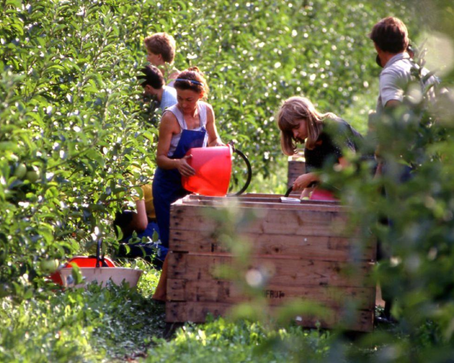 Approvati i criteri attuativi per lo scambio di manodopera agricola