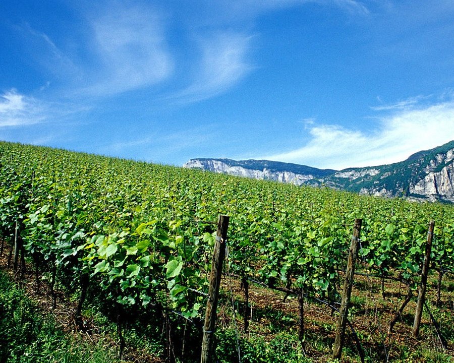 Viticoltura: stanziati 1,45 milioni di euro per la ristrutturazione dei vigneti