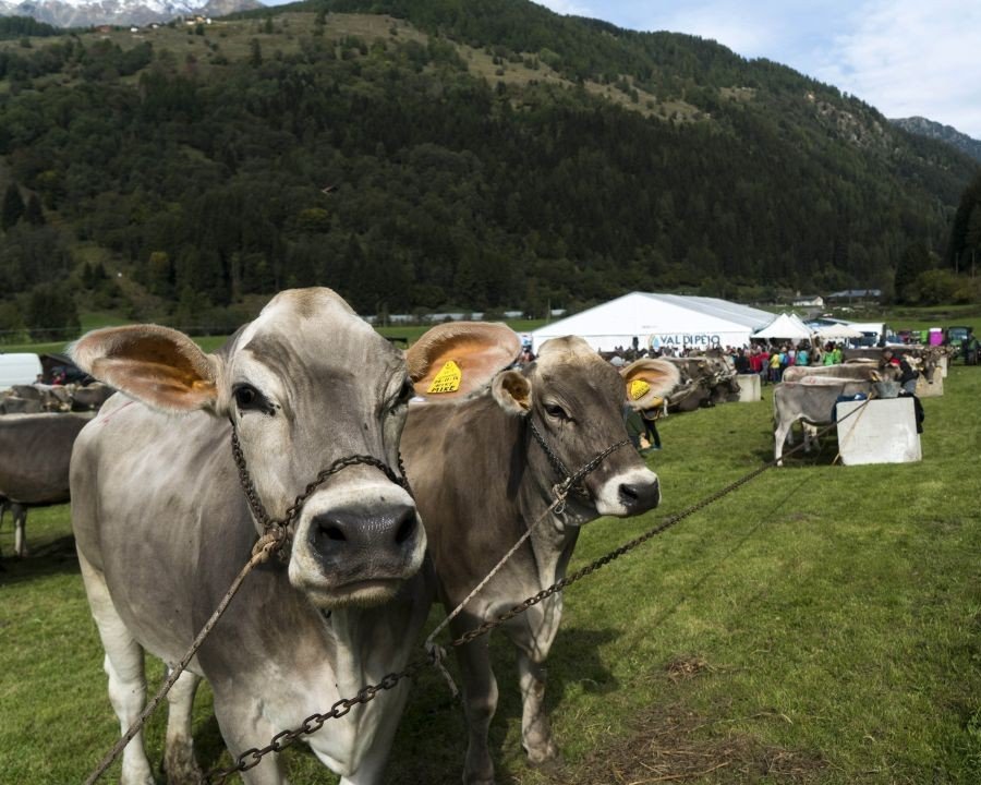 La Provincia attiva il nuovo bando per l’allevamento in malga