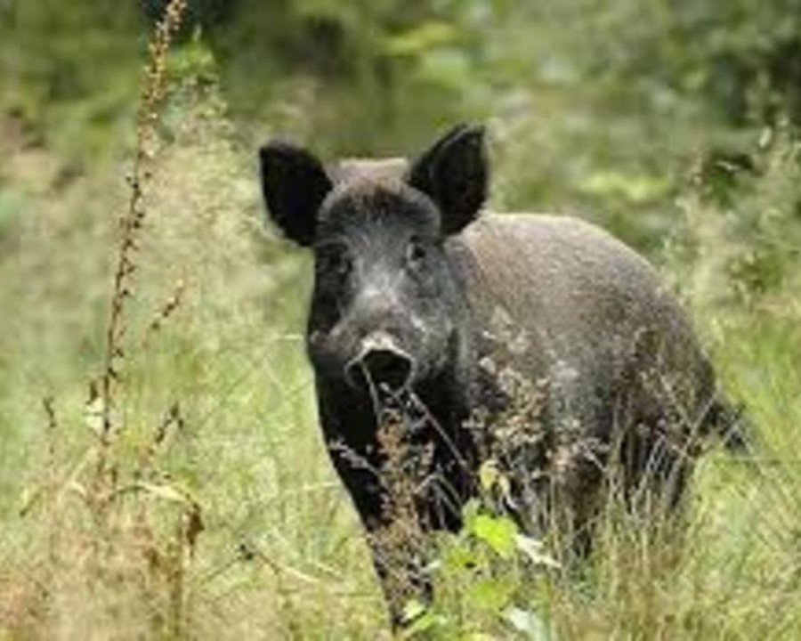 Caccia al cinghiale con l’arco
