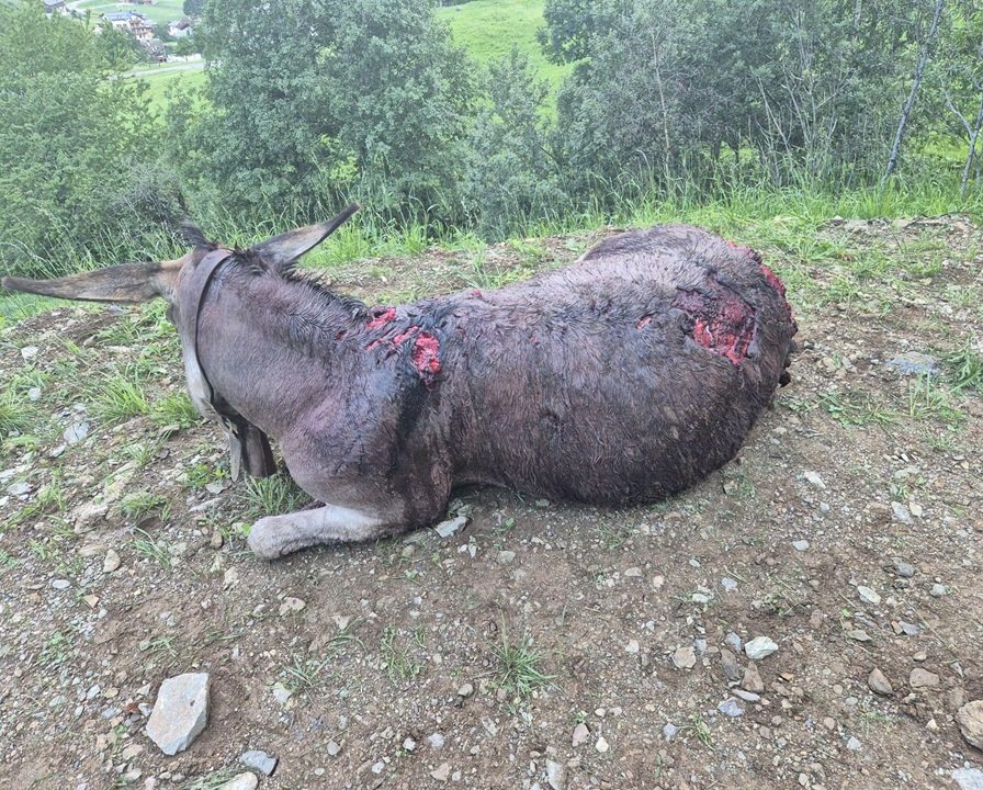 Orso, predazione a malga Mandrie