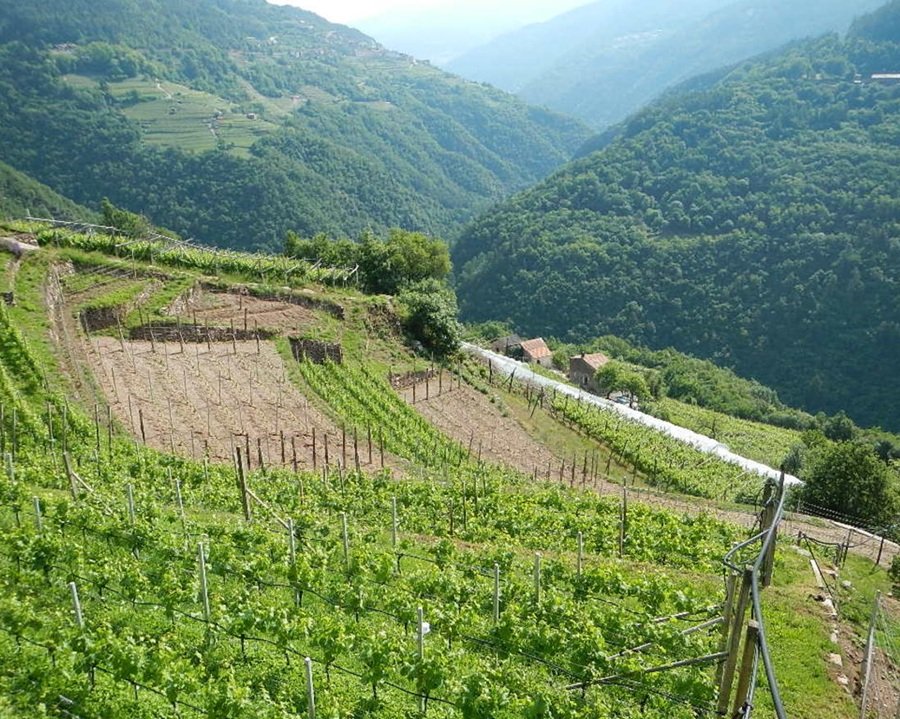 Ganzega e lavoro solidale in agricoltura