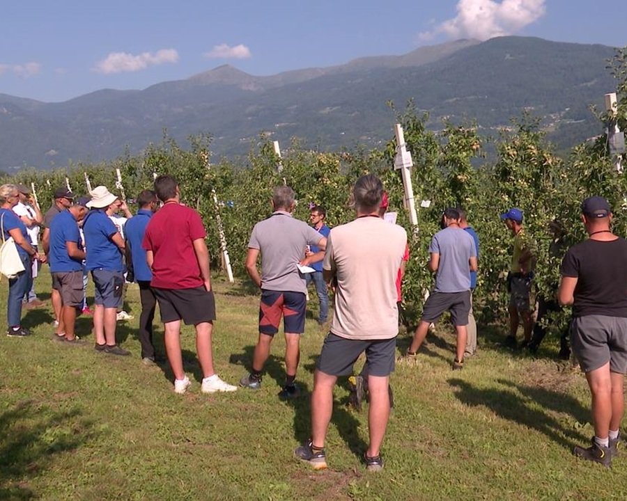 Difesa da insetti e funghi, incontro tecnico