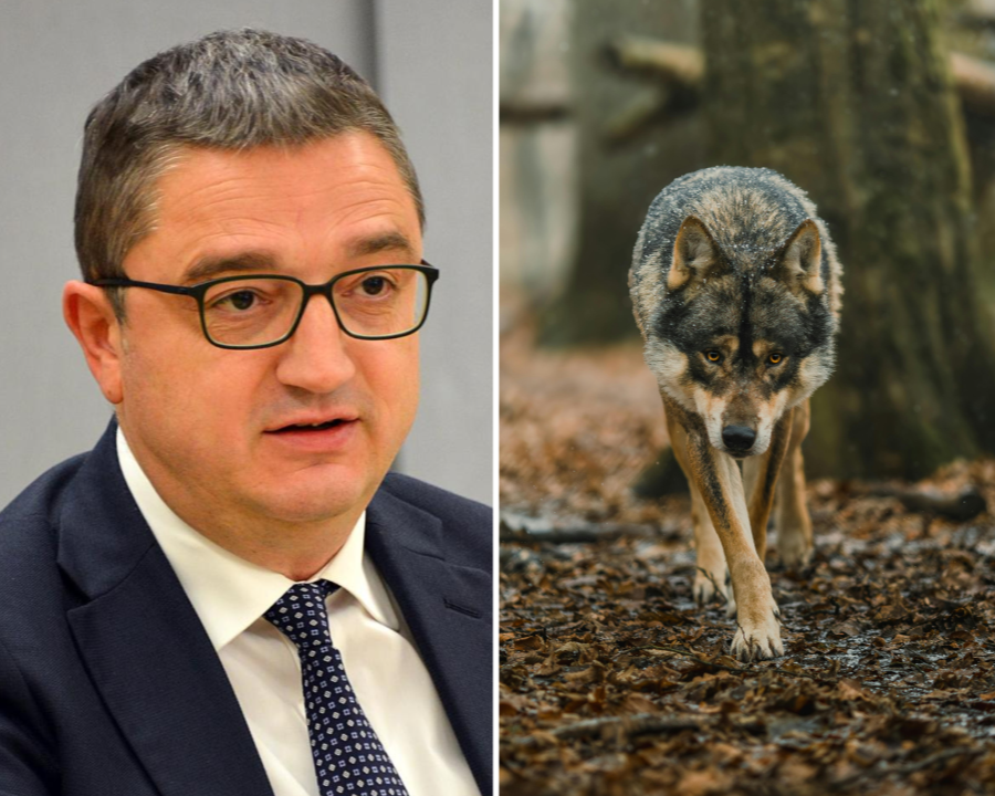 Consiglio di Stato: legittimo l’abbattimento dei lupi responsabili delle predazioni in Lessinia