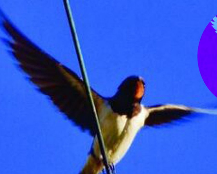 Avifauna e biodiversità in Val di Non