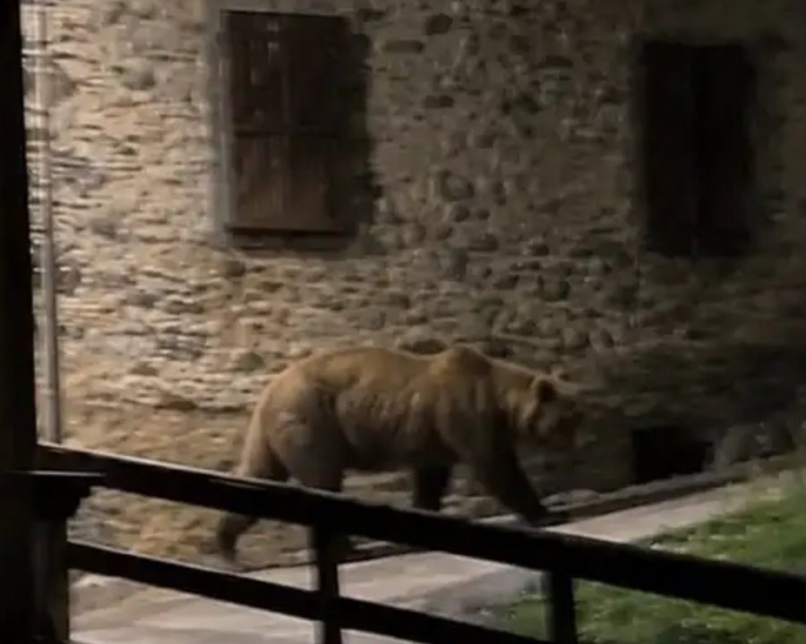 Orso a spasso a Ceresé