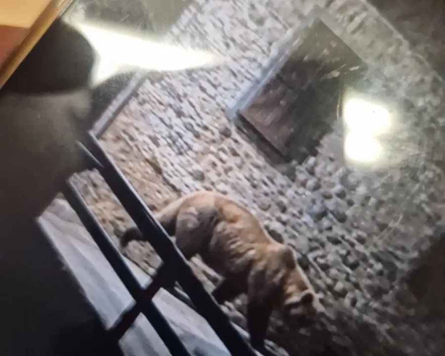 Orso a Ceresé, foto falsa
