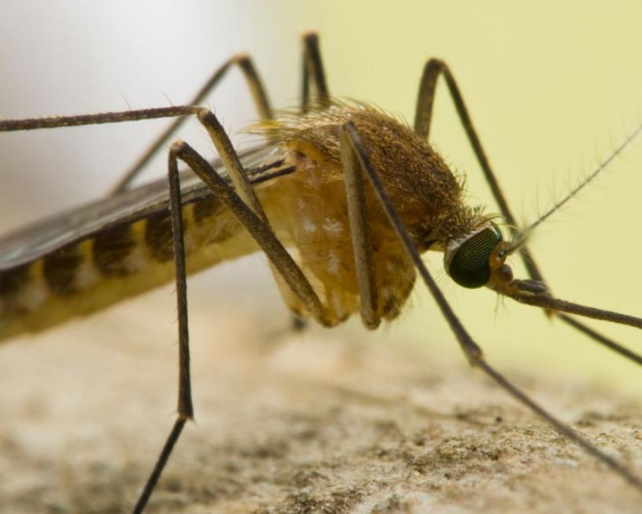West Nile, in Trentino sorveglianza costante e prevenzione