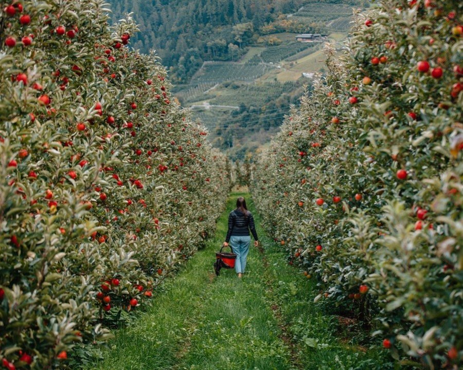 Dentro i filari della Val di Non e della Val di Sole
