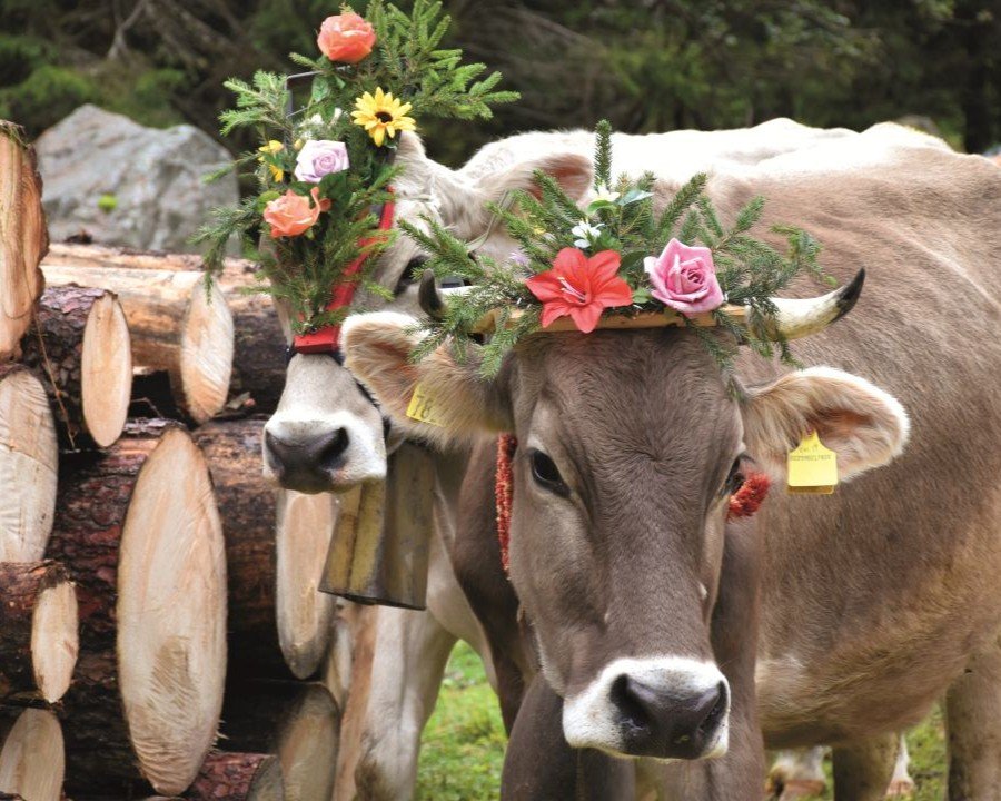 Latte in Festa, la Val di Rabbi celebra il suo oro bianco