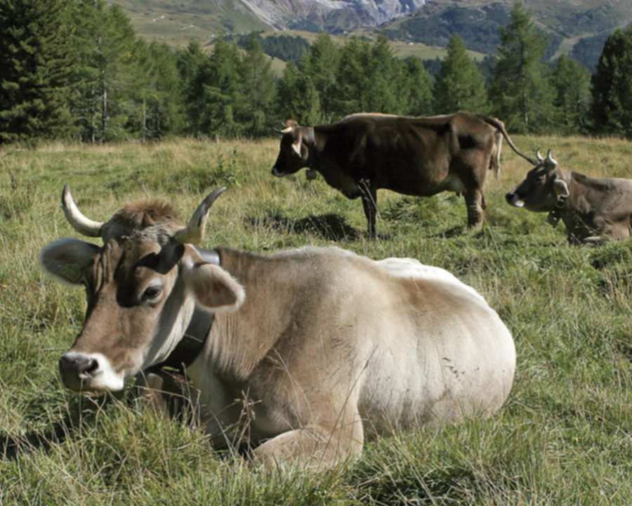 Benessere animale, 940mila euro per certificare gli allevamenti