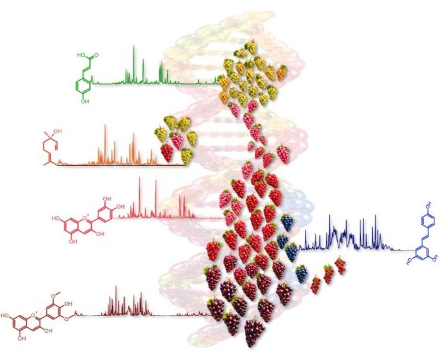FEM realizza il primo atlante metabolomico dell’uva al mondo