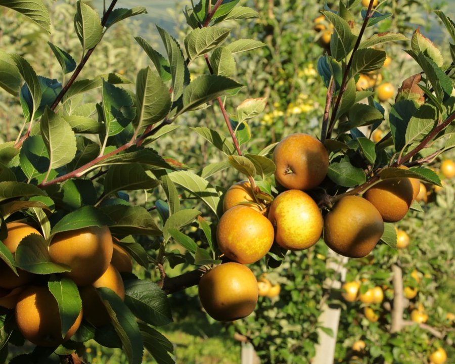 Le mele storiche del Trentino diventano presidio Slow Food