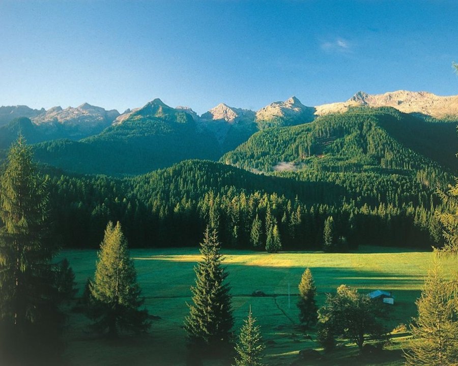 Situazione delle foreste e gestione della presenza del bostrico