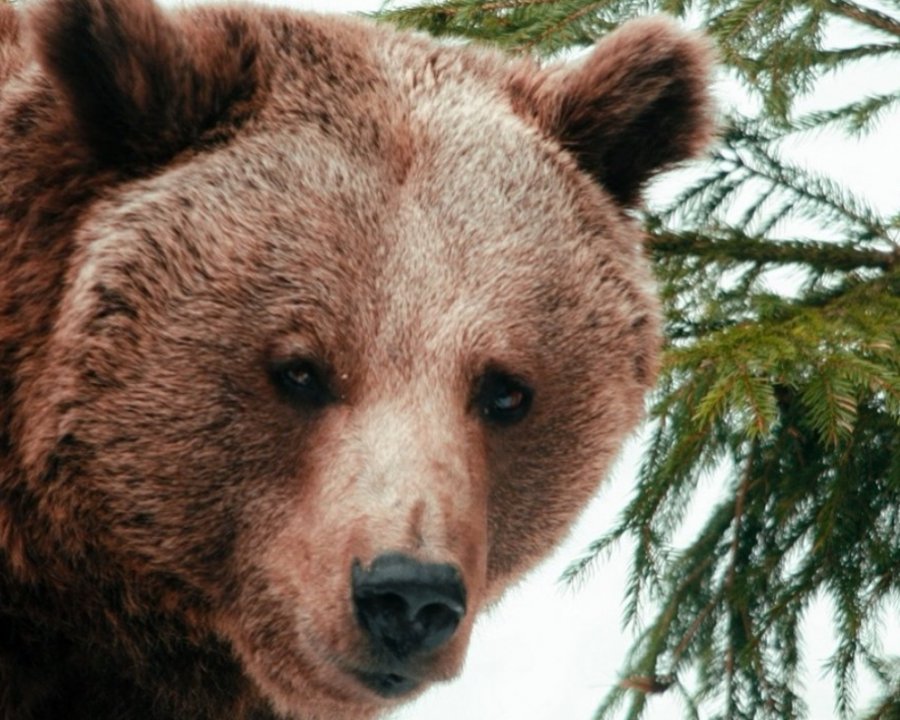 Orsi in Val di Sole, confronto tra i sindaci e l'assessore Failoni