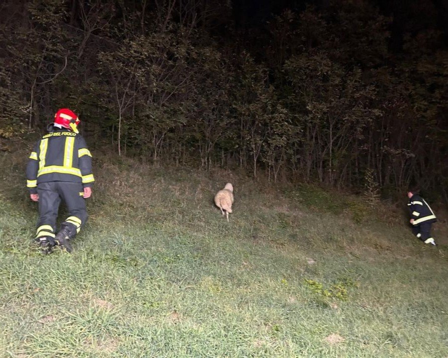 Pecora in fuga sulla Statale 42, intervengono i vigili del fuoco di Commezzadura